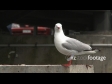 Seagull Squak 1 1130
